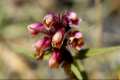 Flores de Odontites viscosus
subsp. granatensis.