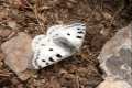 Mariposa Apolo, Parnassius aoplo nevadensis