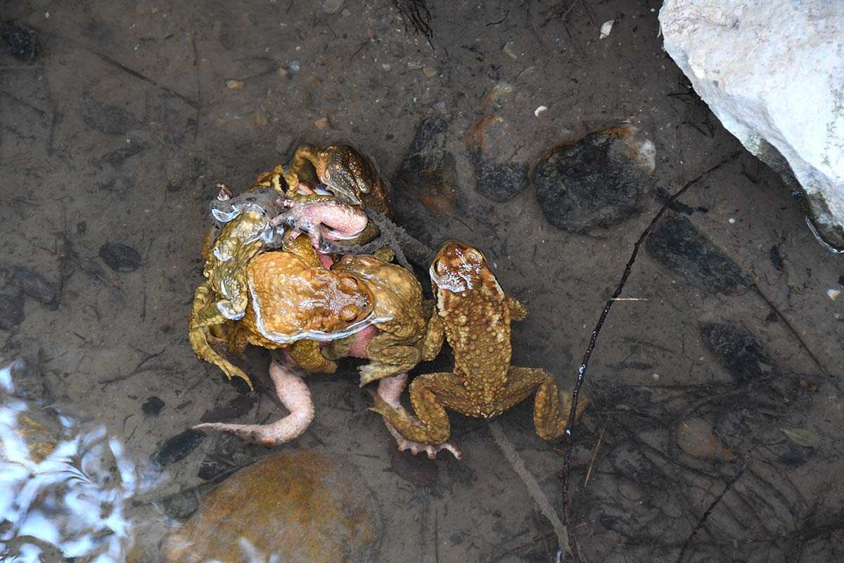 Amplexo múltiple de sapo común, Bufo spinosus 