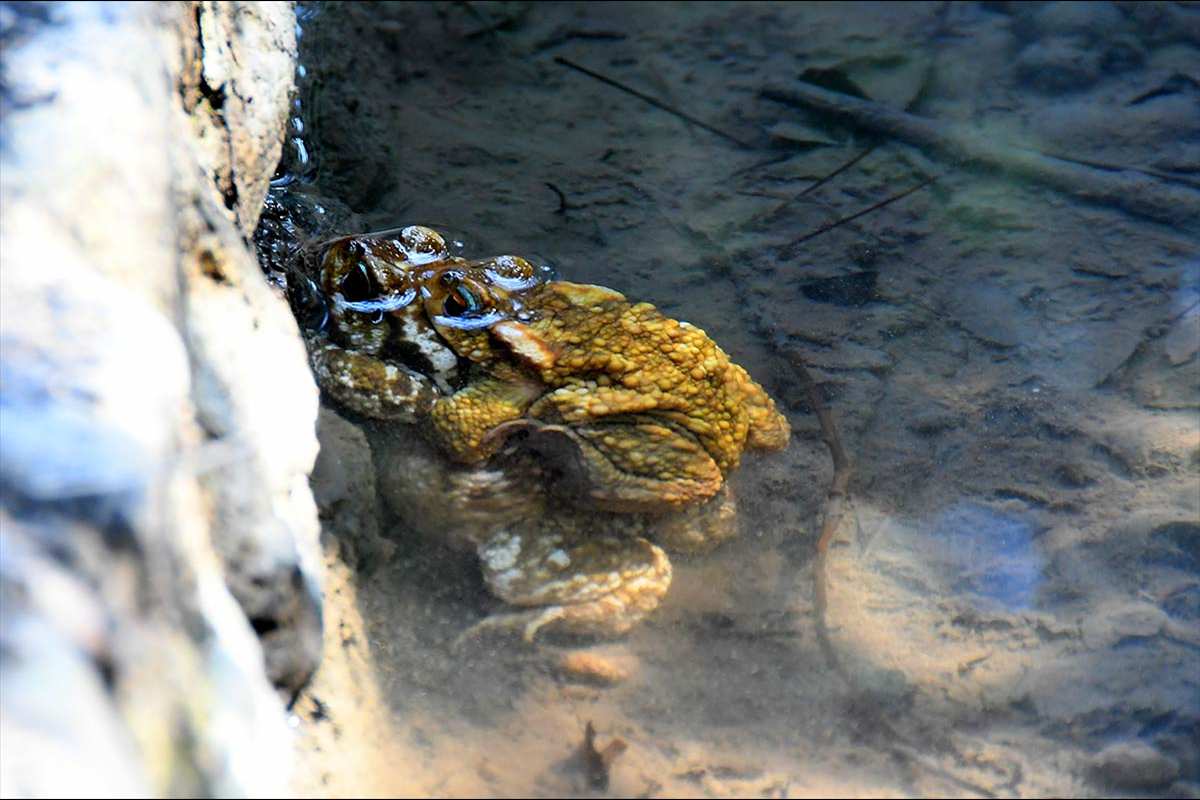 Amplexo de sapo común, Bufo spinosus 