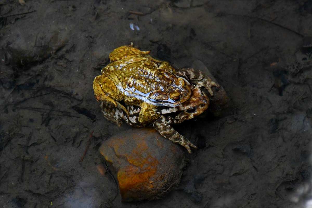 Amplexo de sapo común, Bufo spinosus 