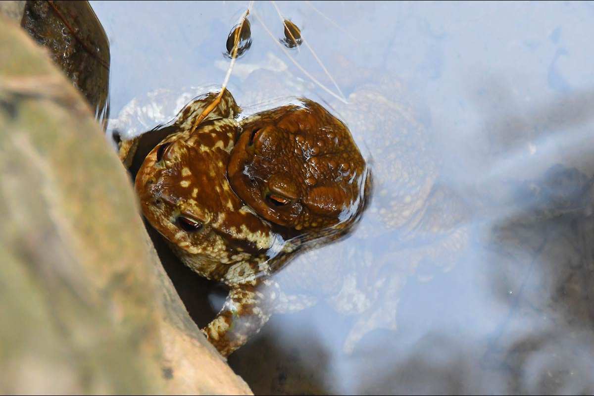 Amplexo de sapo común, Bufo spinosus 