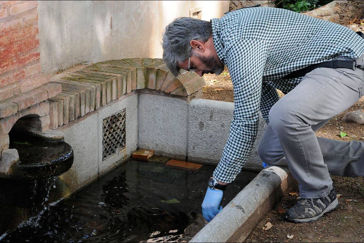 alhambra-sapo-partero-betico-07116