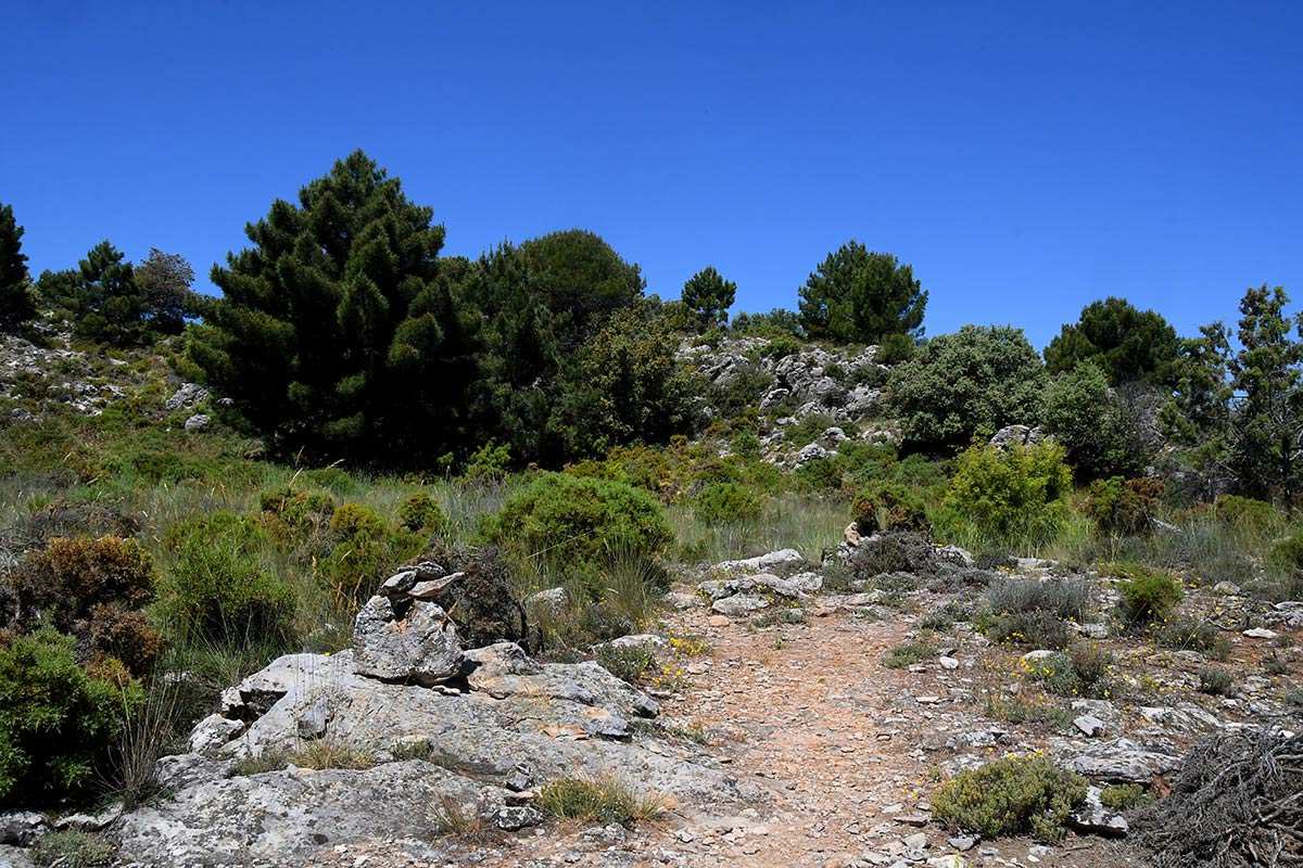 cruzdealfacarruta15