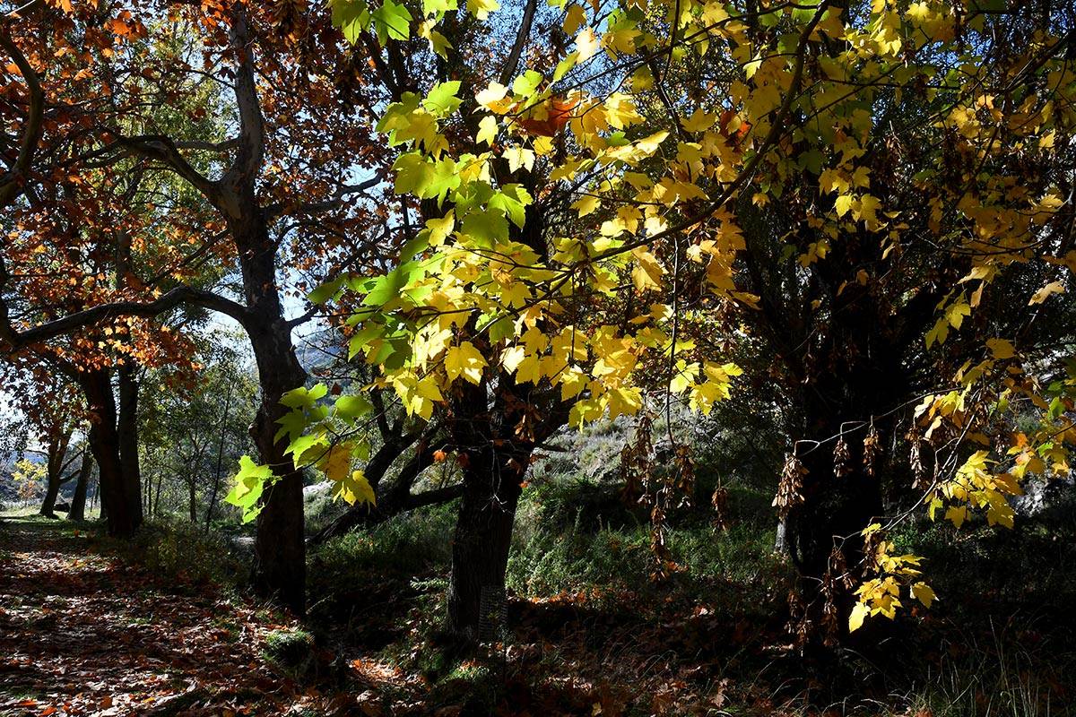 darronacimientosendero017