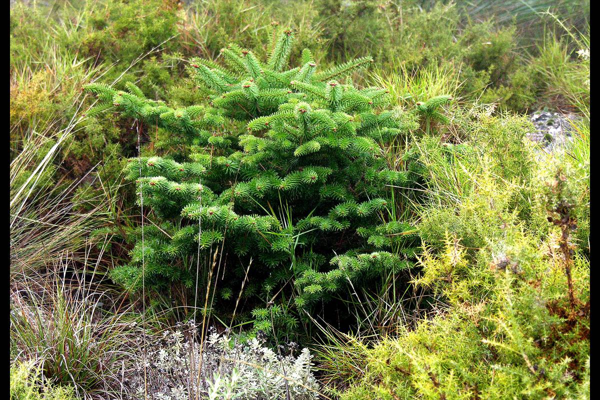Sierra_de_las_Nieves-004