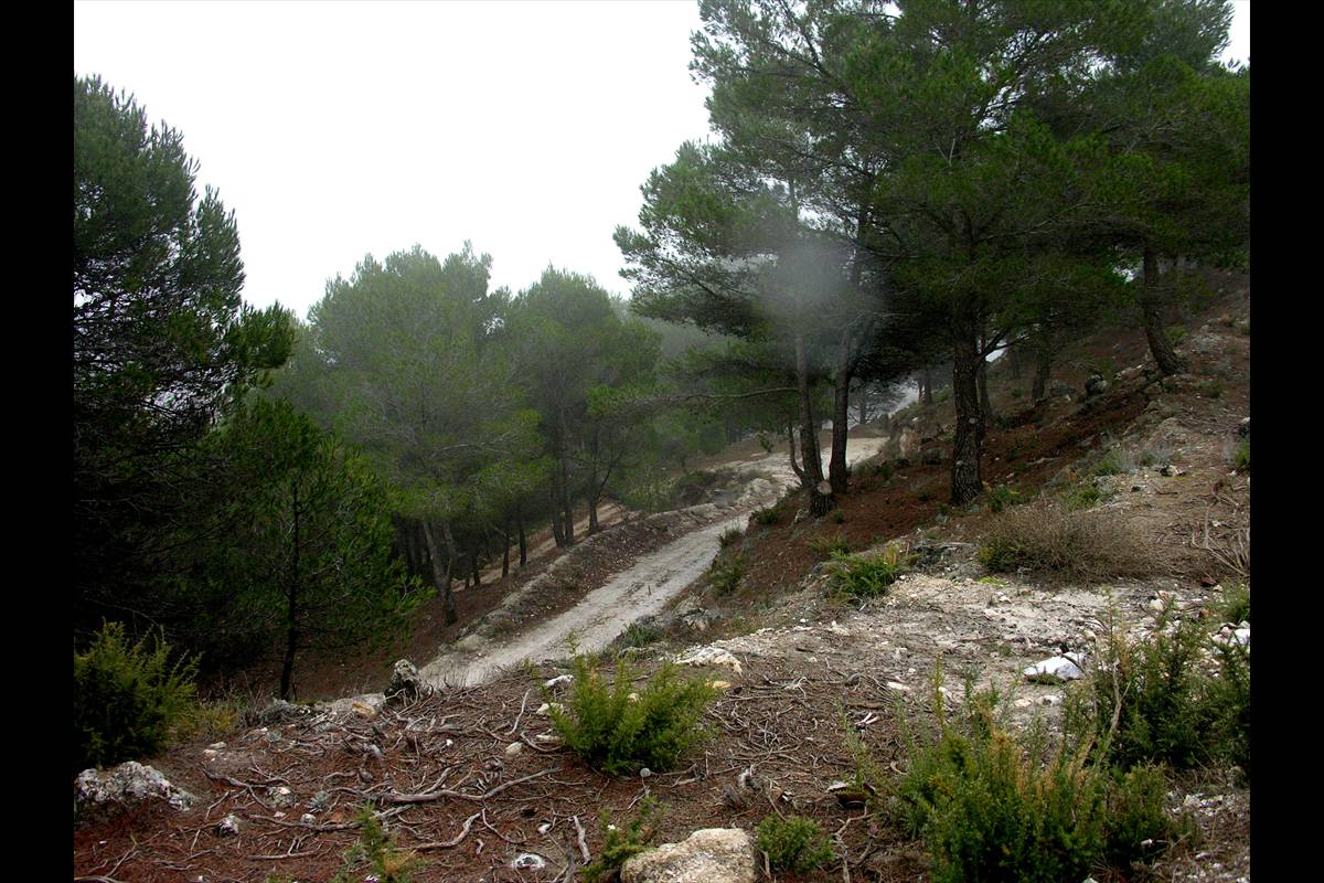 Sierra_de_las_Nieves-005