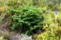 Sierra_de_las_Nieves-004