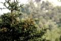 Sierra_de_las_Nieves-006