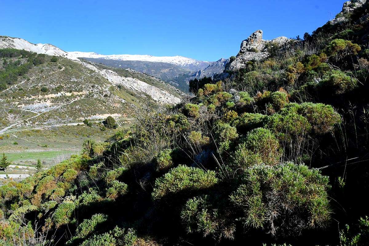 Hervidero-Espartera-Alayos-10