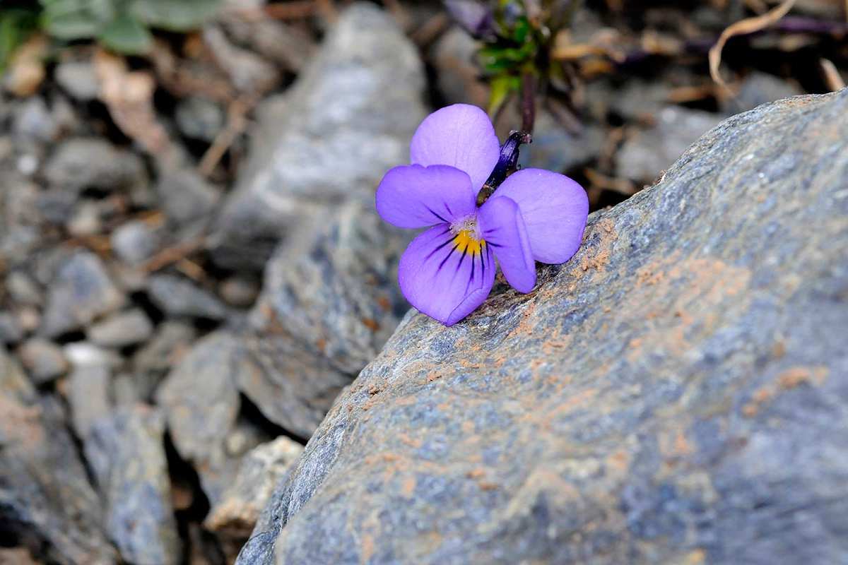 Viola crassiuscula, violeta de Sierra Nevada