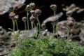 Artemisia granatensis, manzanilla real