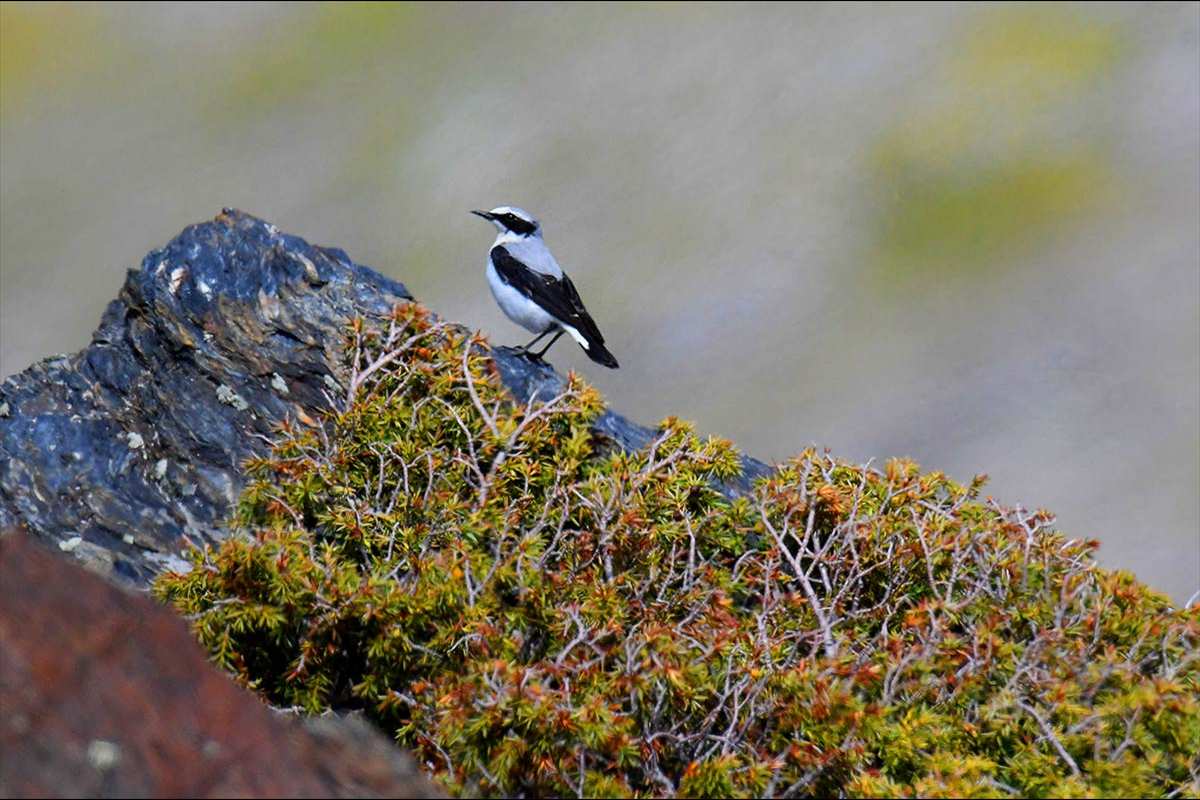 sierranevada-piornal-enebral-08