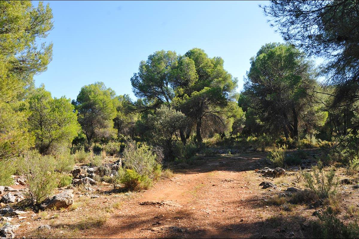pinares-sotillo-008