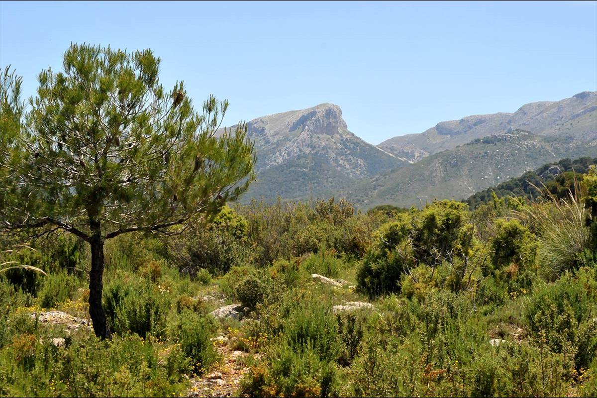 pinares-sotillo-015