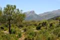 pinares-sotillo-015