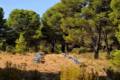 pinares-sotillo-017