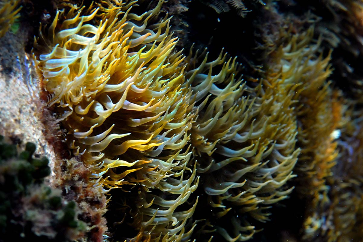 aiptasia3