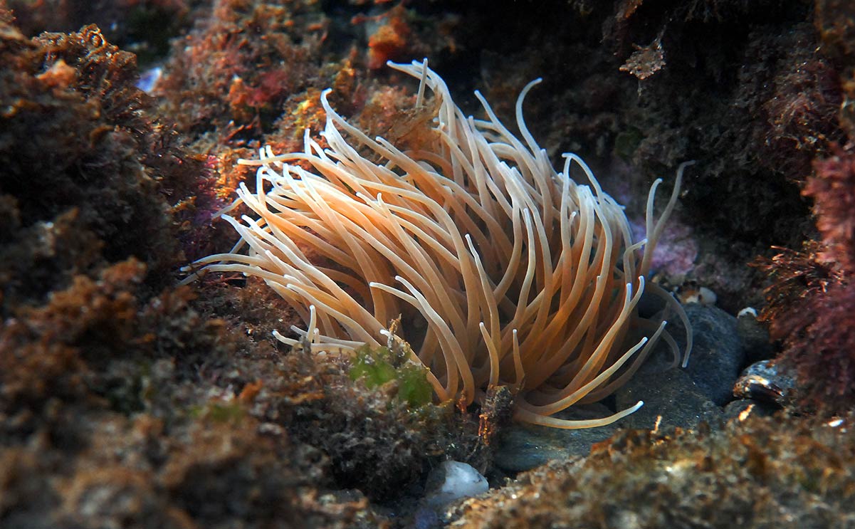anemonacopia