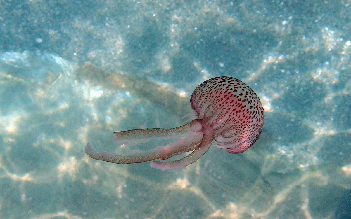pelagianoctiluca89