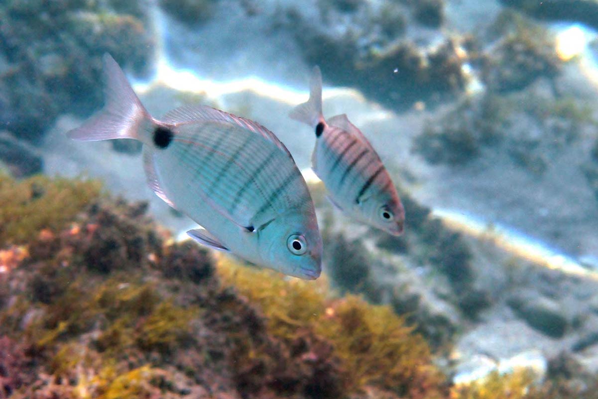 sargos
