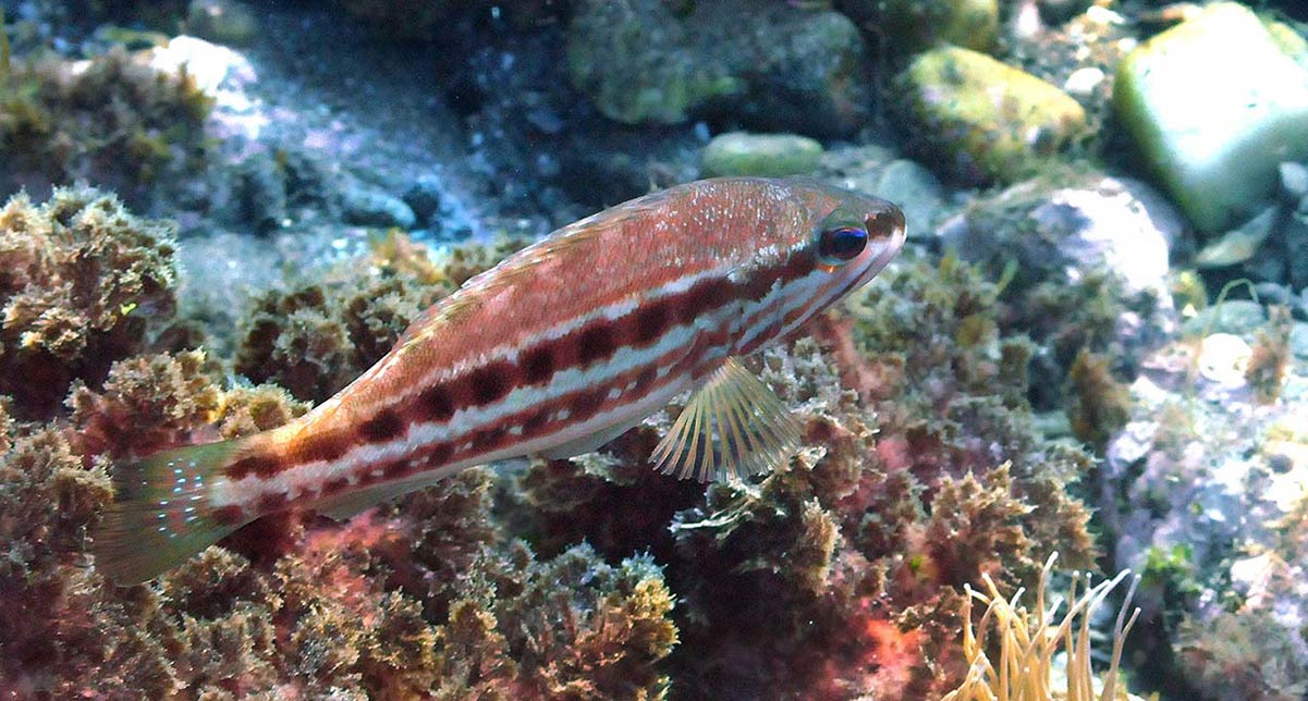 vaqueta