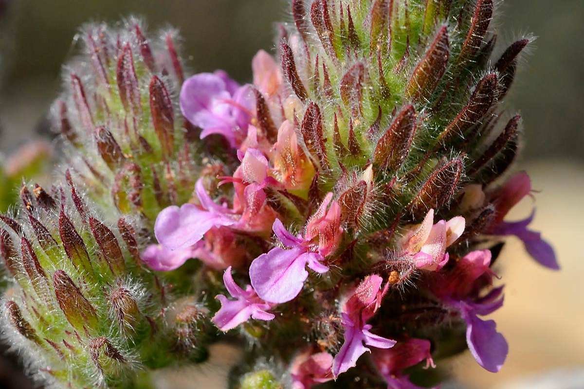 Teucrium rixanense