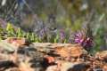 Teucrium rixanense